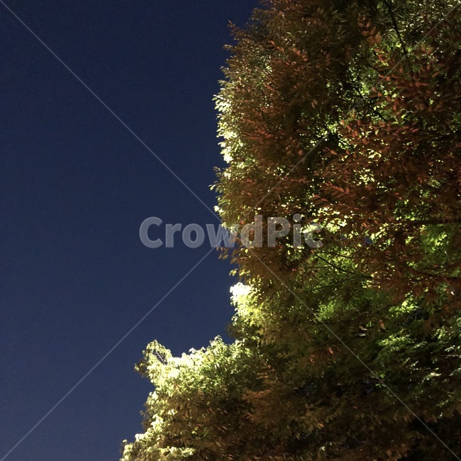 밤,하늘,식물,빛,감성,night,yoru,sky,sora,나무,tree,ki,plants,shokubutsu,light,hikari,초록,green,midori,자연,풍경,nature,landscape,야경,밤,nightscape,night,plant