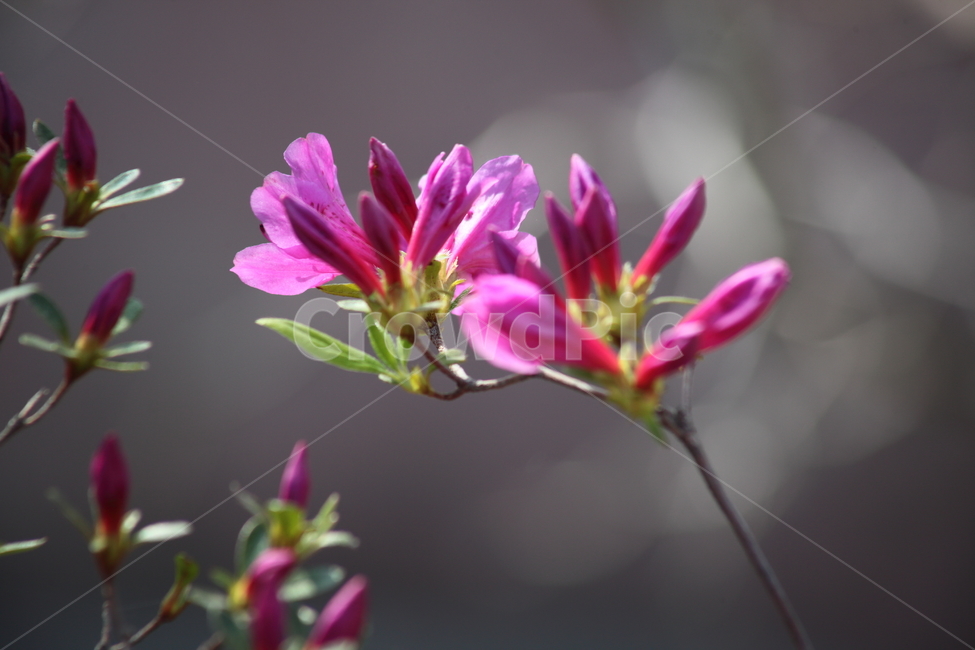 철쭉,꽃,봄,rhododendronschlippenbachii,royalazalea
