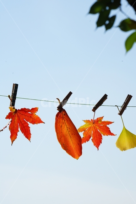 단풍잎,단풍,가울,감성,순수,사랑,가을,계절,fall,autumn,season,leaf,잎,plant,식물,tree,나무,maple