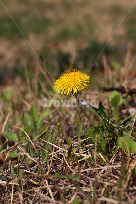 민들레,노란꽃,자연,꽃,들꽃,갈색배경,식물,자연,plants,nature,꽃,flower