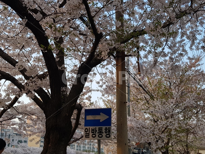 꽃,하늘,표지판,일방통행,거리,벚꽃,감성,예쁜