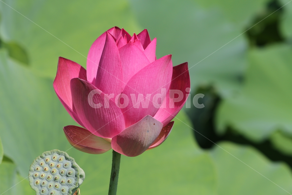 연,꽃,홍연,식물,lotus,식물,자연,plants,nature,꽃,flower