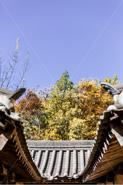기와,전통,비대칭,가을,단풍,처마,한국전통,한국문화,korean traditional,korean culture,건축물,건물외관,exterior,building,structure,architecture,construction