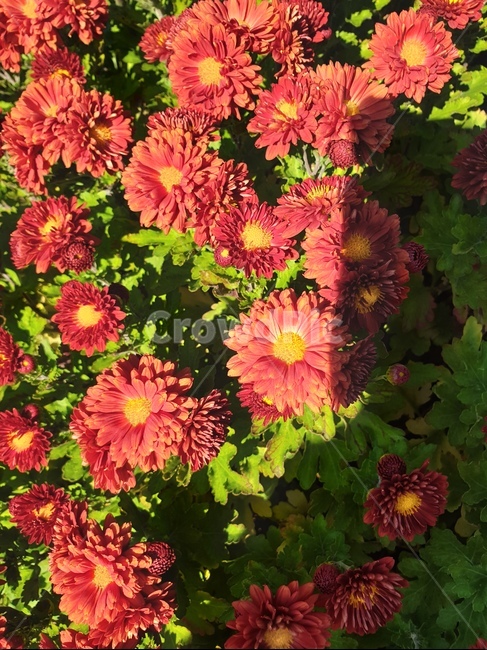 꽃,벌,꽃밭,꿀,bee,honeybee,꿀벌,곤충,빨간색,red,붉은색,plant,식물,식물,자연,plants,nature,꽃,flower,곤충,벌레,insect,bug