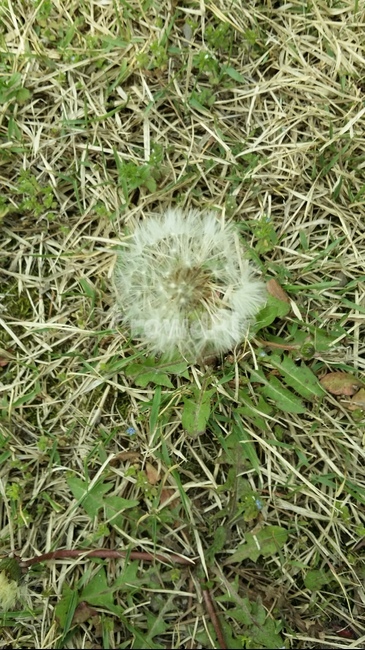 자연,민들레,초록,꽃,식물