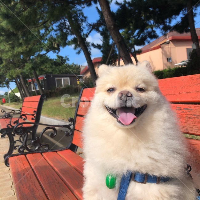 대발이,강아지,개,dog,포메,포메라니안,산책,공원,행복,웃음,스마일,smile,살인미소,미소,밴치,의자,공원의자