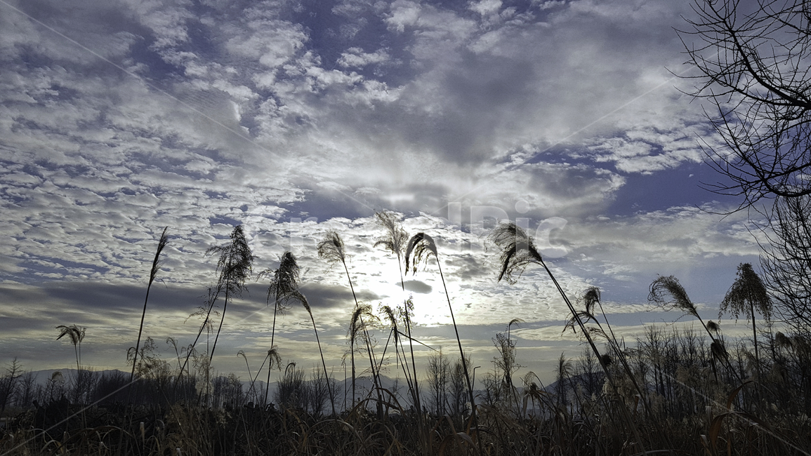 plant,식물,grass,lawn,잔디,reed,갈대