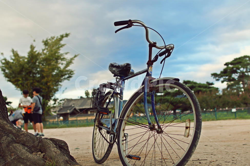 자전거,고목,유원지,공원,감성,하늘,wheel,bike,오래된,구식,bicycle,나무,녹슨,기와집,배경,바퀴,구름,파란,소나무,가을,사물,물건,오브젝트,thing,object,matter