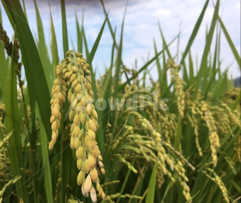 plant,식물,field,들,보리,보리밭,barley,barleyfield,산업,industry,industrial,농업,농사,agriculture,farming,farming industry