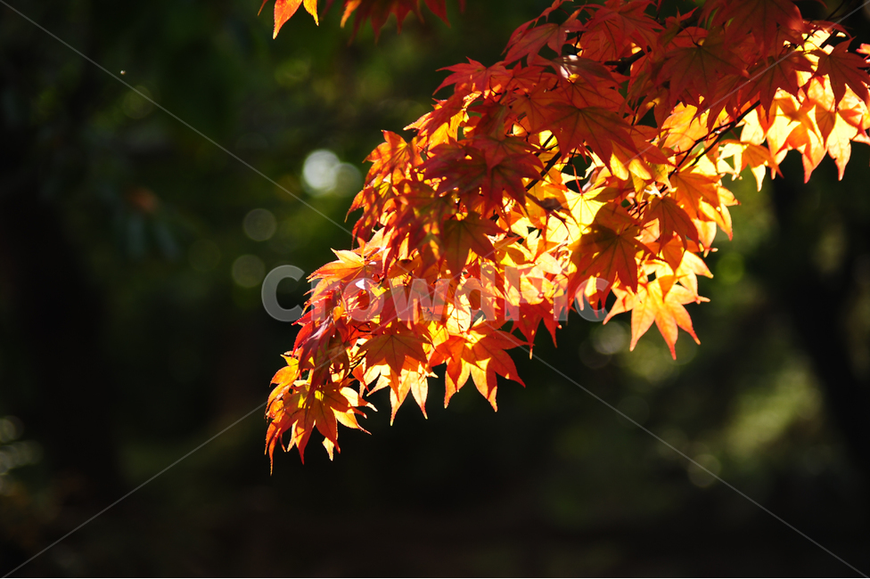 단풍,햇살,가을,주황,초록,나뭇잎,가을,계절,fall,autumn,season,식물,자연,plants,nature,leaf,잎,plant,tree,나무