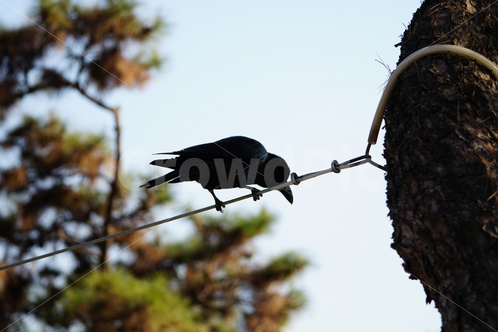 까마귀,새,조류,동물,나무,하늘,크로우,레이븐,crow,raven,bird,animal,풍경,landscape,역광,자연,nature,동물,animal,조류,새,birds