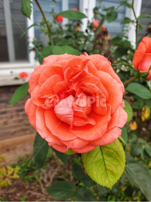 rose,장미,flower,꽃,plant,식물