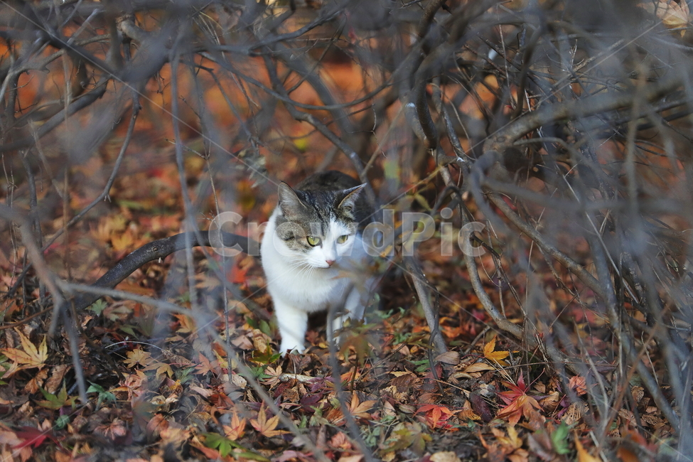 manx,맨섬사람,animal,동물,pet,애완동물,mammal,포유류,cat,고양이,동물,animal,포유류,mammal,고양이,cat,kitten,kitty