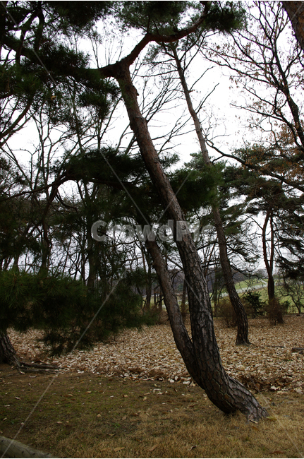 소나무,나무,숲,식물,겨울,식물,자연,plants,nature,나무,trees,wood