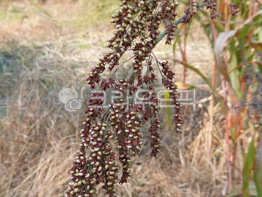 plant, 식물, 수확, 수수, 자연, 사진,이미지,일러스트,캘리그라피 - 일번지으뜸이작가