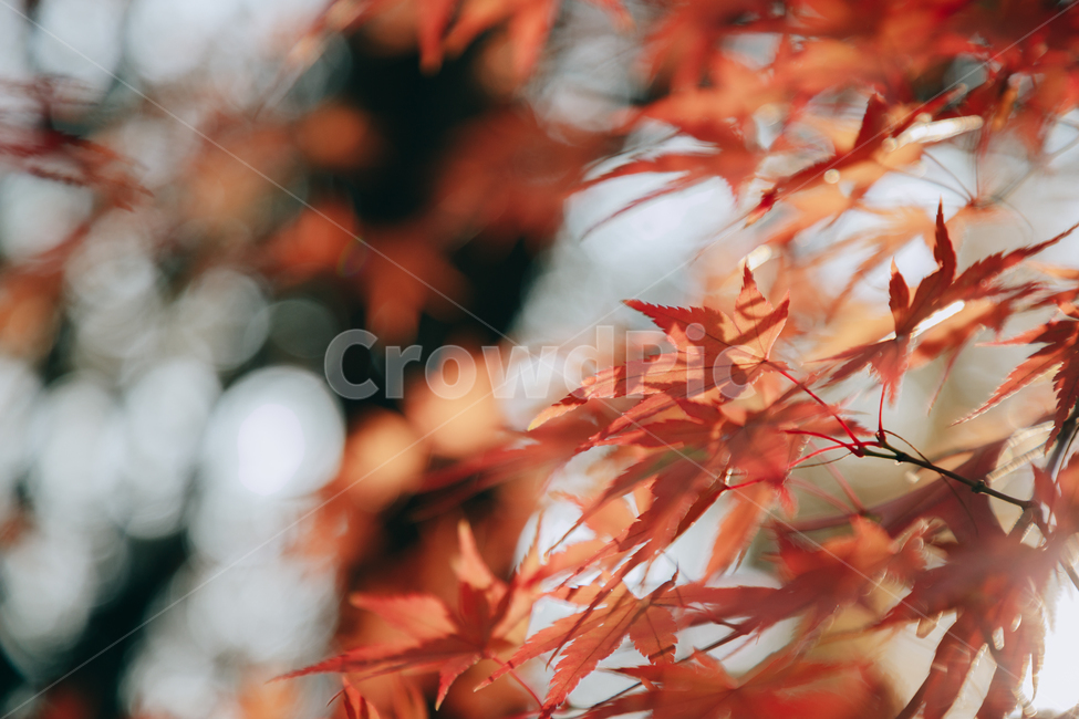 단풍,붉은,빨간,가을,나무,낙옆,잎,나뭇잎,가을,계절,fall,autumn,season,식물,자연,plants,nature,leaf,plant,tree