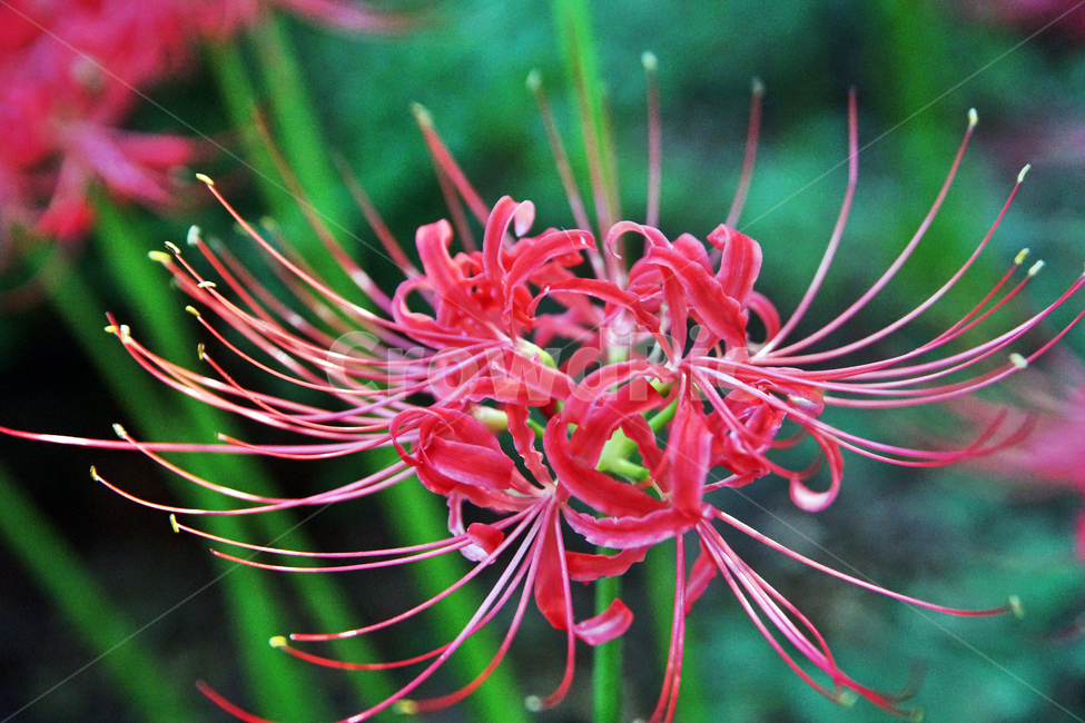 꽃무릇,상사화류,석산,독무릇,산오독,산두초,redspiderlily,가을,빨간꽃,수선화과,식물,꽃꽂이용,화단용,식물,자연,plants,nature,꽃,flower