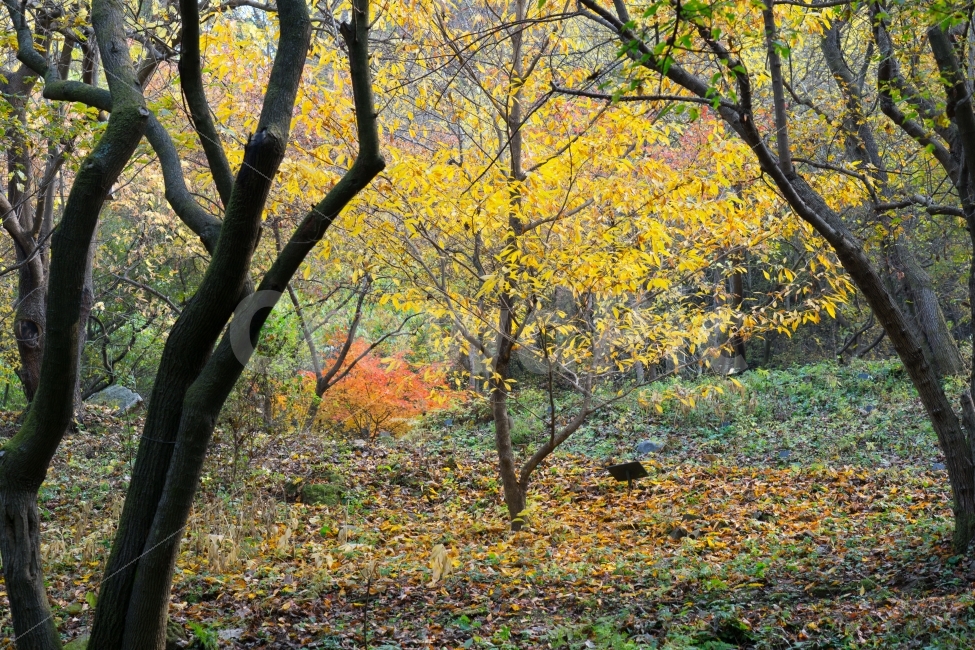 가을,단풍,가을풍경,배경,계절,fall,autumn,season,자연,풍경,nature,landscape,한국자연풍경,한국자연경관,koreanaturelandscape,식물,plants,나무,trees,wood,가을,계절,fall,autumn,season,자연,풍경,nature,landscape,식물,plants,나무,trees,wood,tree,plant,tree trunk,나무 줄기,ground,바닥