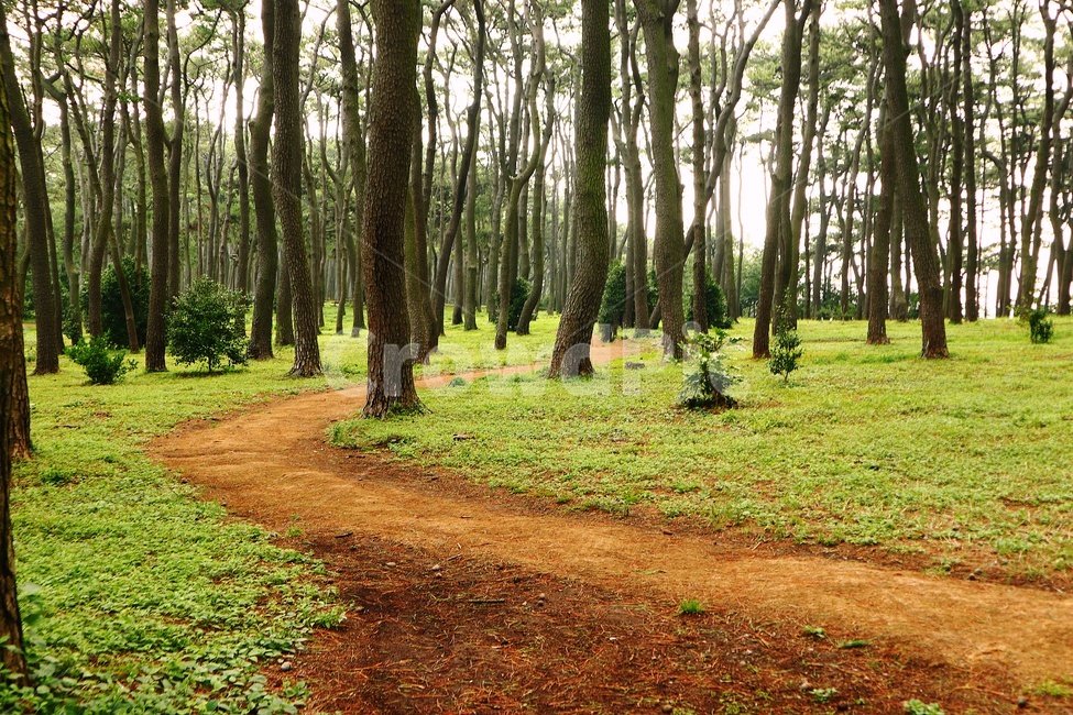 산책로,숲,나무,숲길,자연,나무,trees,wood