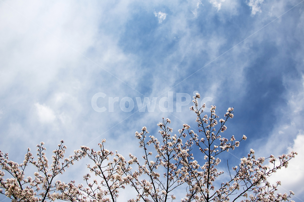 벚꽃,벚나무,벚꽃나무,하늘,구름,봄,봄꽃,봄,계절,spring,season,자연,풍경,nature,landscape,plant,식물,flower,꽃,blossom