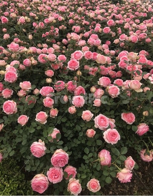 장미,장미꽃,장미꽃밭,장미꽃축제,핑크장미,분홍장미,rose