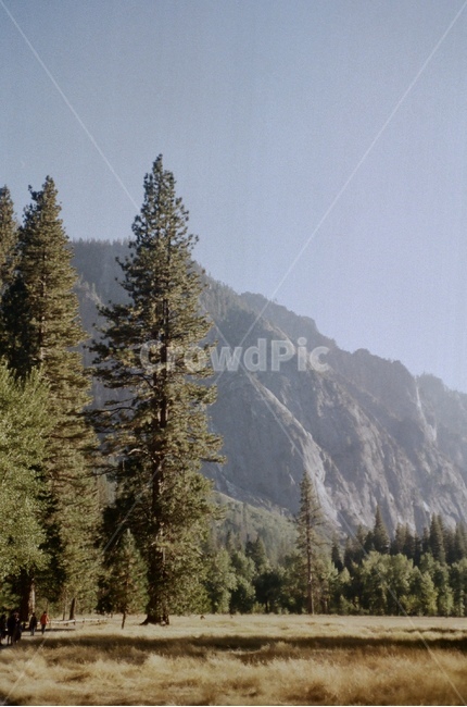 나무,자연,풍경,들판,미국,샌프란시스코,요세미티,자연,풍경,nature,landscape,해외,외국,세계,foreign,oversea,world,세계자연풍경,해외자연풍경,외국자연풍경,world nature landscape,tree,plant,식물,fir,전나무,abies,아비,conifer,구과 식물