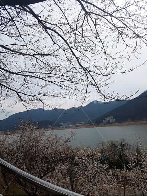 벚꽃,나무,산,자연,청도
