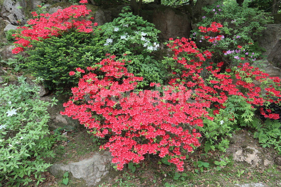 꽃,야생화,자연,식물,생태,plants,nature,flower