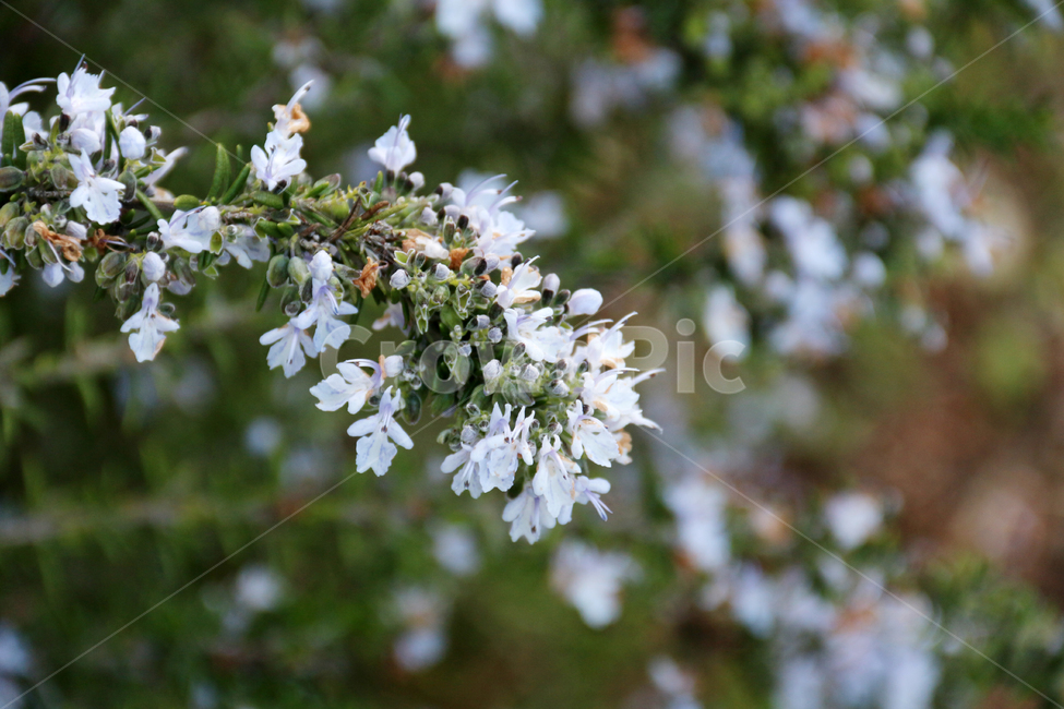 일본,가고시마,꽃,봄,자연,산책,식물,정원,식물,자연,plants,nature,꽃,flower