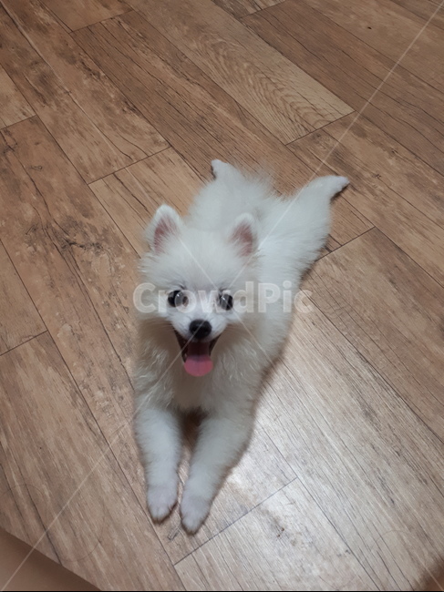 개,애완견,동물,강아지,흰개