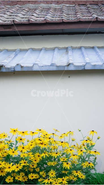 벽,노란색,꽃,초록색,들꽃,꽃,flower