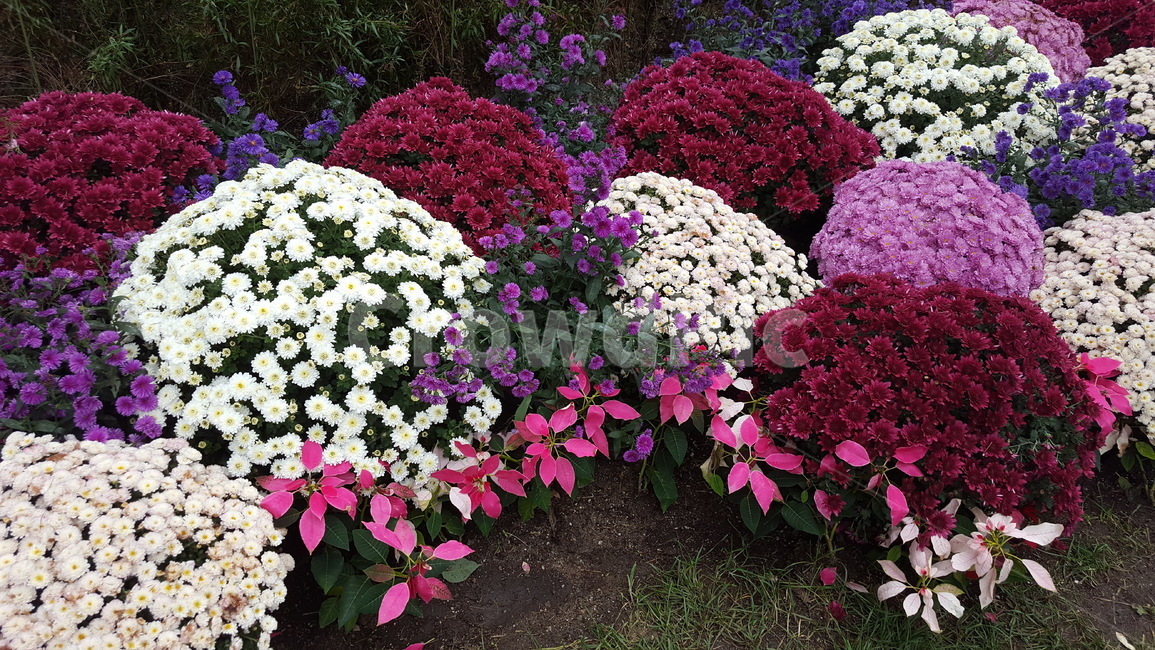 꽃,플라워,flower,꽃밭,화단