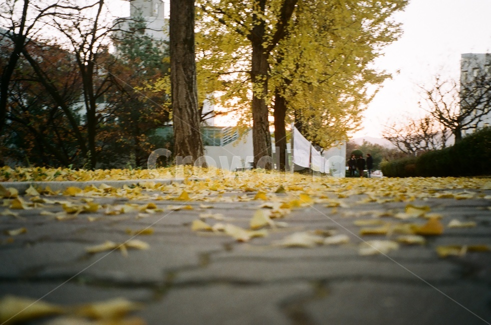 은행나무,나무,가을,낙엽,필름카메라,필름사진,가을,계절,fall,autumn,season,tree,plant,식물,path,통로,tree trunk,나무 줄기