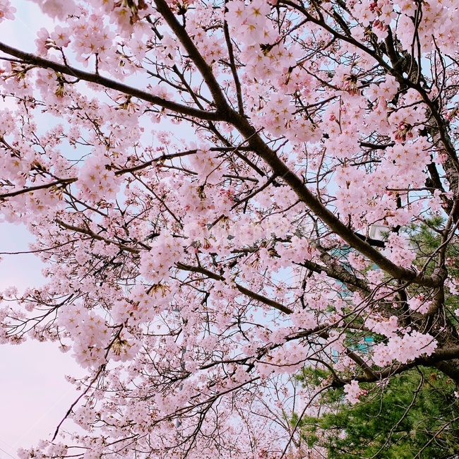 벛꽃,꽃,봄,분홍,flower,cherryblossom,plant,식물,자연,plants,nature,꽃,flower,나무,trees,wood