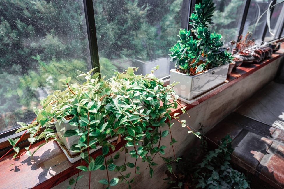 초록색,연두색,식물,잎사귀,풀,위안,안도,실내용화초,화분,화초,house plant