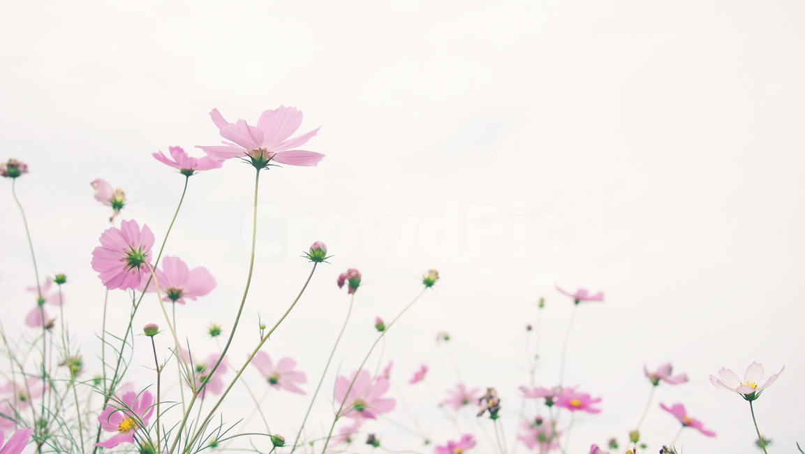 해바라기,가을꽃,cosmos,코스모스,꽃밭,꽃봉우리,가을,가을,계절,fall,autumn,season,식물,자연,plants,nature,꽃,flower,plant