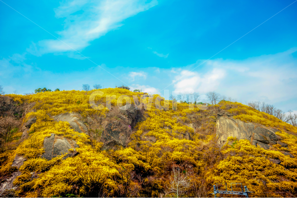 꽃,개나리,응봉산,서울,노랑,봄,봄,계절,spring,season,자연,풍경,nature,landscape,outdoors,옥외