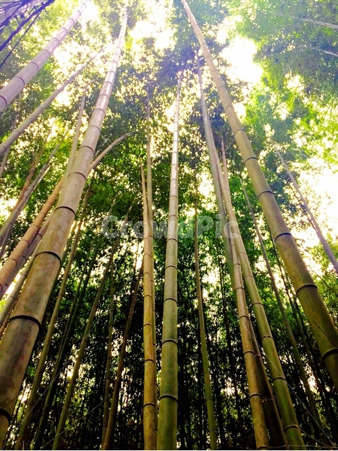 대나무,숲,나무,교토,일본,초록,forest,green,japan,죽순,높음,치솟음,뻗음,대나무숲,bamboo,japanese,tree,trees,kyoto