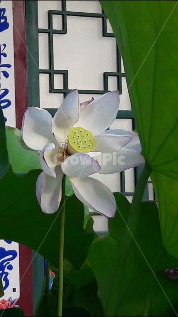 봉원사,연꽃,연잎,백연,식물,식물,자연,plants,nature,꽃,flower