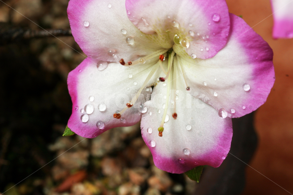 철쭉,꽃사진,꽃,이슬,꽃이슬,식물,자연,plants,nature,꽃,flower