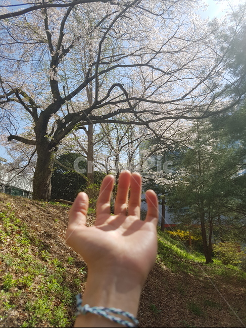 봄,벚꽃,휴식,손,햇살,spring,cherryblossom,rest,sunshine,hand