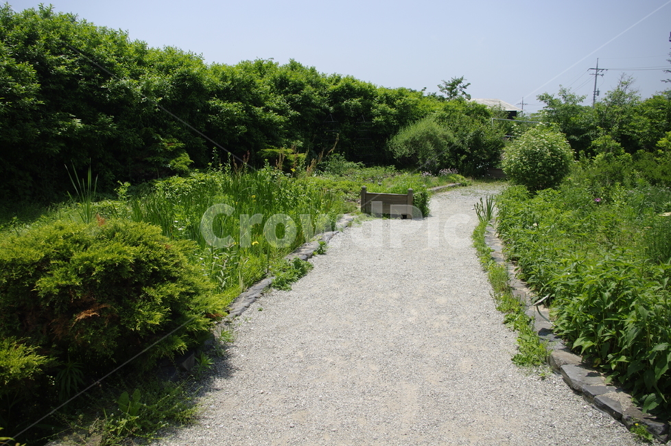 초록,나무,길,식물,plant,계절,봄,spring,자연,풍경,nature,landscape,dirt road,흙길,gravel,자갈,road,도로