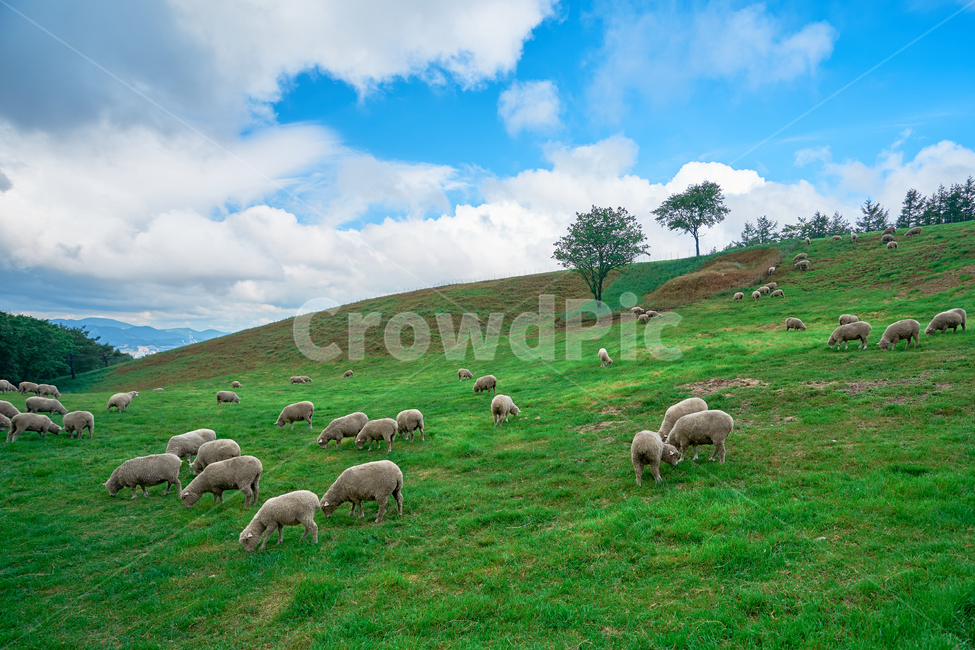 양,양떼목장,강릉,양양,강원도,하늘목장,구름,풍경,산업,industry,industrial,목축업,목장,livestock farming,ranching,pasture