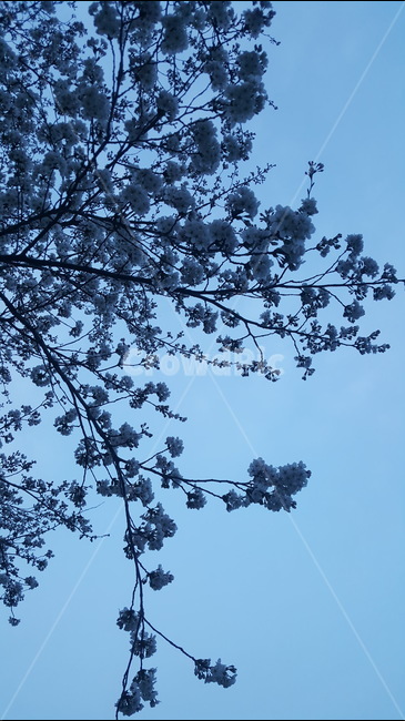 벚꽃,cherryblossoms,봄,꽃,flower,풍경,landscape,봄,계절,spring,season,식물,자연,plants,nature,꽃,flower,plant,blossom