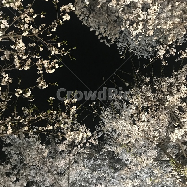 벚꽃,밤하늘,야경,벚꽃놀이,자연,봄꽃,식물,야간,화려한,봄,flower,spring,nature,꽃,season,계절,beautiful,cherryblossom