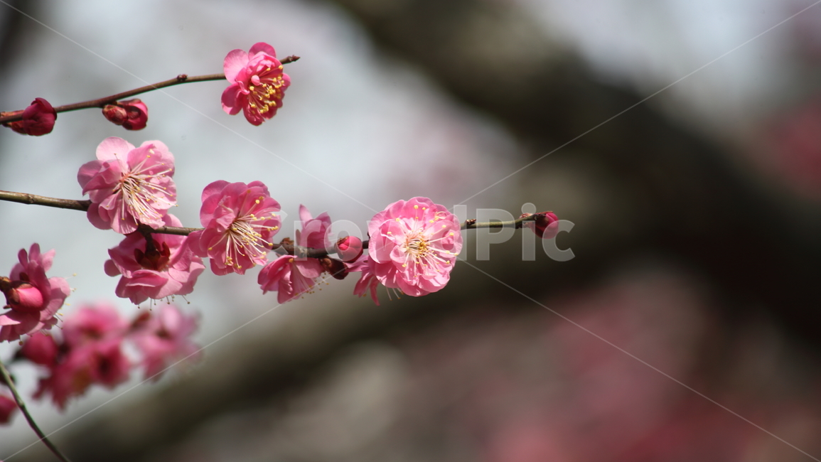 매화,홍매화,식물,japaneseapricot,prunusmume,봄꽃,봄,식물,자연,plants,nature,꽃,flower