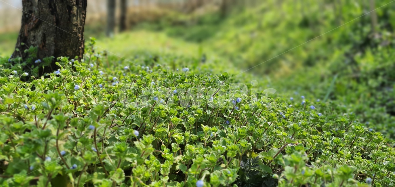 들,field,planter,허브,식물,큰개불알풀,birdseye,plant,식물,자연,plants,nature