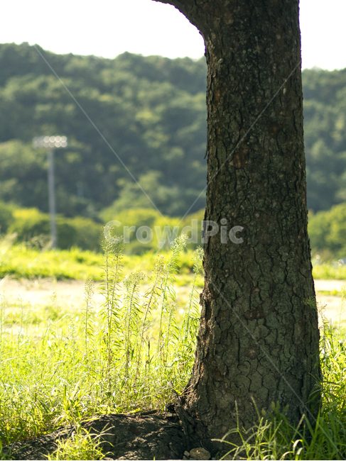 자연,나무,빛,nature,tree,light,식물,자연,plants,nature,나무,trees,wood