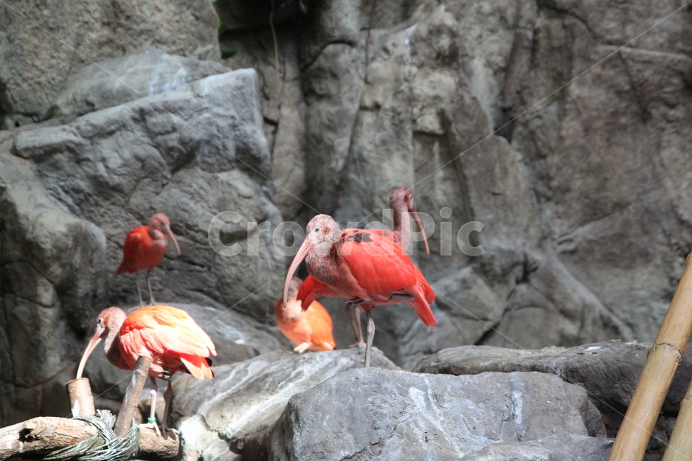 bird,새,동물,animal,홍따오기,따오기,붉은새,동물,animal,조류,새,birds