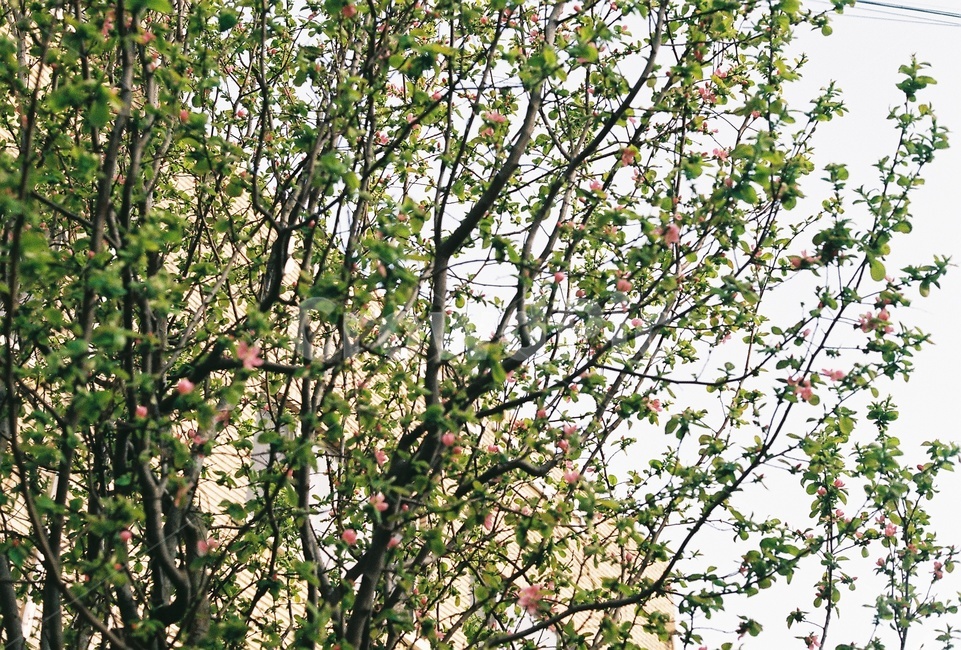 봄,꽃봉우리,buds,꽃,필름